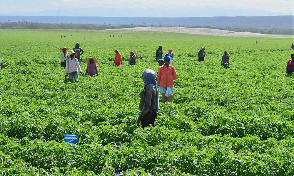 El Día del Agricultor Periódico elCaribe