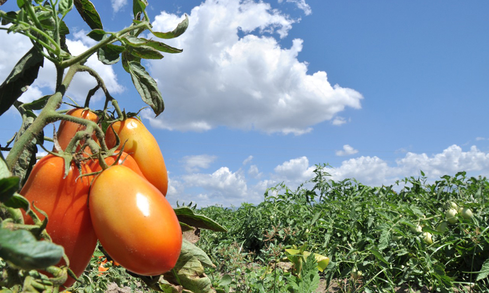 Agropecuaria ha hecho importantes aportes a la economía en 10 años