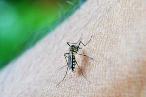 En julio se registraron dos casos de dengue autóctono en Miami-Dade 
