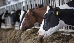 Agricultura certifica funcionamiento de granja bovina en Azua; asegura mortalidad vacas está en índices normales  