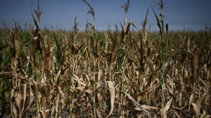 Continúa la peor ola de calor en Francia