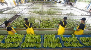 Inauguran planta de tratamiento de aguas residuales en parque Agroalimentario de Bananos