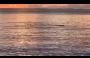 Alertan de dos tiburones en la playa de Cabo Rojo Pedernales