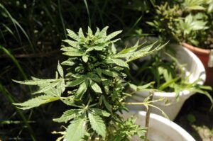 Inician campaña para legalizar la marihuana de uso recreativo en Florida