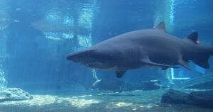 Fallece turista estadounidense tras ataque de tiburón en Bahamas