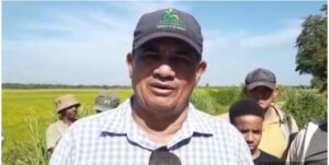 Negligencia del INDRHI pone en riesgo producción de 9 mil tareas de arroz en Dajabón