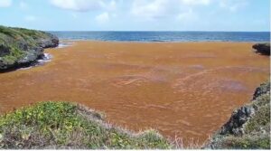 Sargazos invaden las costas de Samaná
