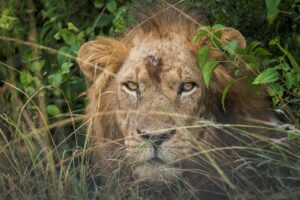 Uganda condena a 17 años de cárcel a dos furtivos por matar a seis leones