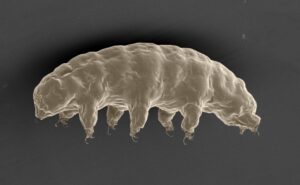 Descubren cómo el animal más resistente aguanta la deshidratación durante años