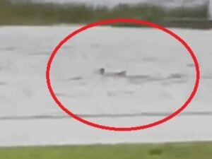Captan tiburones en calles de Fort Myers,  Florida, tras paso del huracán Ian  