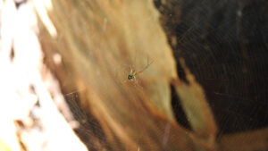 Medio Ambiente no detecta presencia de araña violinista en residencias de afectados por picadura en Valverde