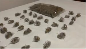 DNCD decomisa drogas y dinero en allanamientos en la provincia Duarte
