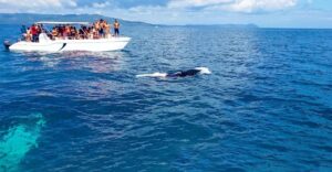 Medio Ambiente dice RD se opone a la cacería de ballena para alimento