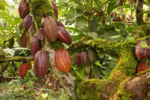 Celebran Día Nacional del Cacao en El Seibo 