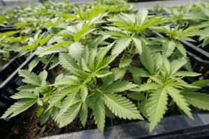 Nueva York entrega primeras licencias para vender marihuana 