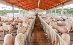 Adogranja asegura que habrá cerdos en el mercado para temporada navideña 