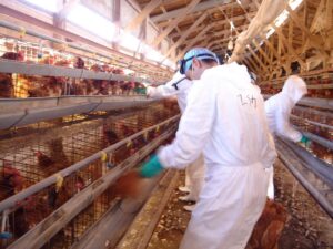  Ordenan sacrificar a un millón de pollos en Japón por gripe aviar 