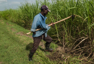 ­Trabajos y labores en los que ciudadanos haitianos han desplazados a dominicanos