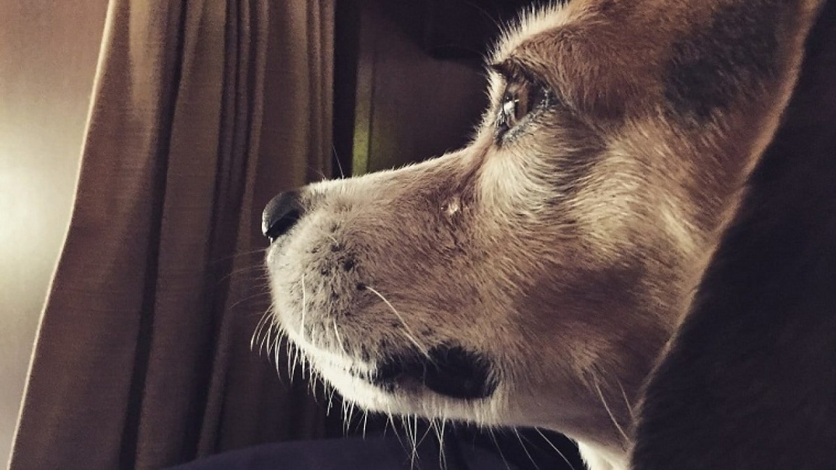 Sajoma: Captan a hombre golpeando a un perro encadenado
