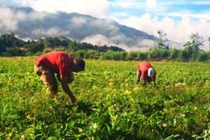 Agricultores dicen pasan hambre y no reciben incentivo por reforestación en Azua