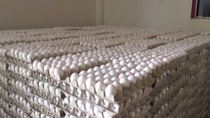 Asohuevo rechaza prohibición de exportar hacia Haití