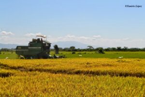 Productores de arroz en Mao cansados de los robos; van ocho en una semana