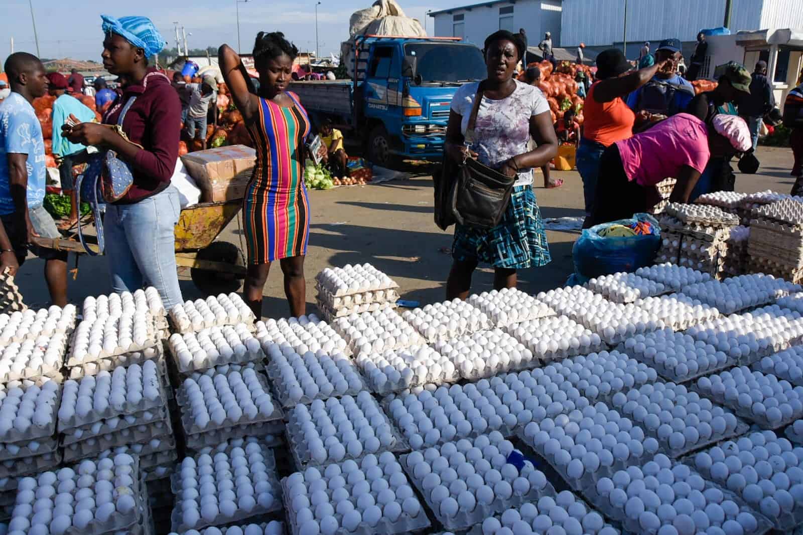 Se normaliza la exportación de huevos hacia Haití
