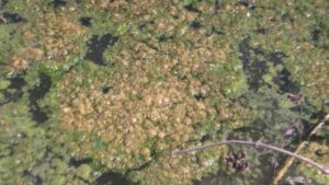 En Pueblo Viejo de Azua temen que se produzca un brote de cólera por desaborde de aguas cloacales 