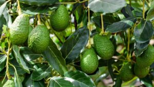Productores de aguacate denuncian falta de apoyo del gobierno