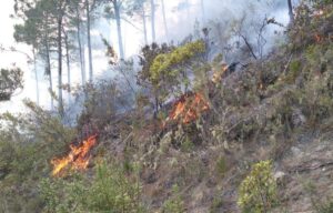 Medio Ambiente, Senpa, y bomberos continúan combatiendo incendio en Valle Nuevo 