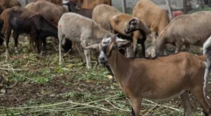 Denuncian bandas azotan con robo de chivos en varias localidades de Azua 