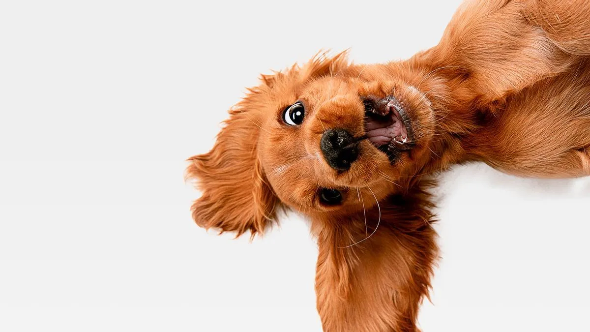Ley de protección animal multará con hasta 10.000 a quien se le escape el perro y no lo denuncie
