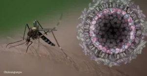 Paraguay acumula 12.189 nuevos casos de chikungunya 