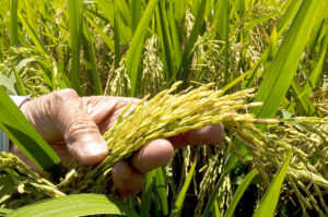 Producción de arroz en Pimentel/ Fuente externa 