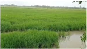 Productores agrícolas y ganaderos regocijados por últimos aguaceros en Dajabón