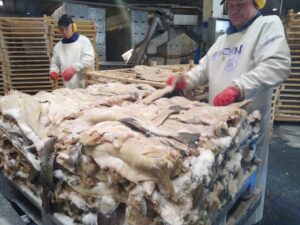 Bacalao Noruego: conoce el proceso de preparación y exportación 