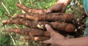 Agricultura decomisa contrabando de productos agrícolas procedente de Puerto Rico 