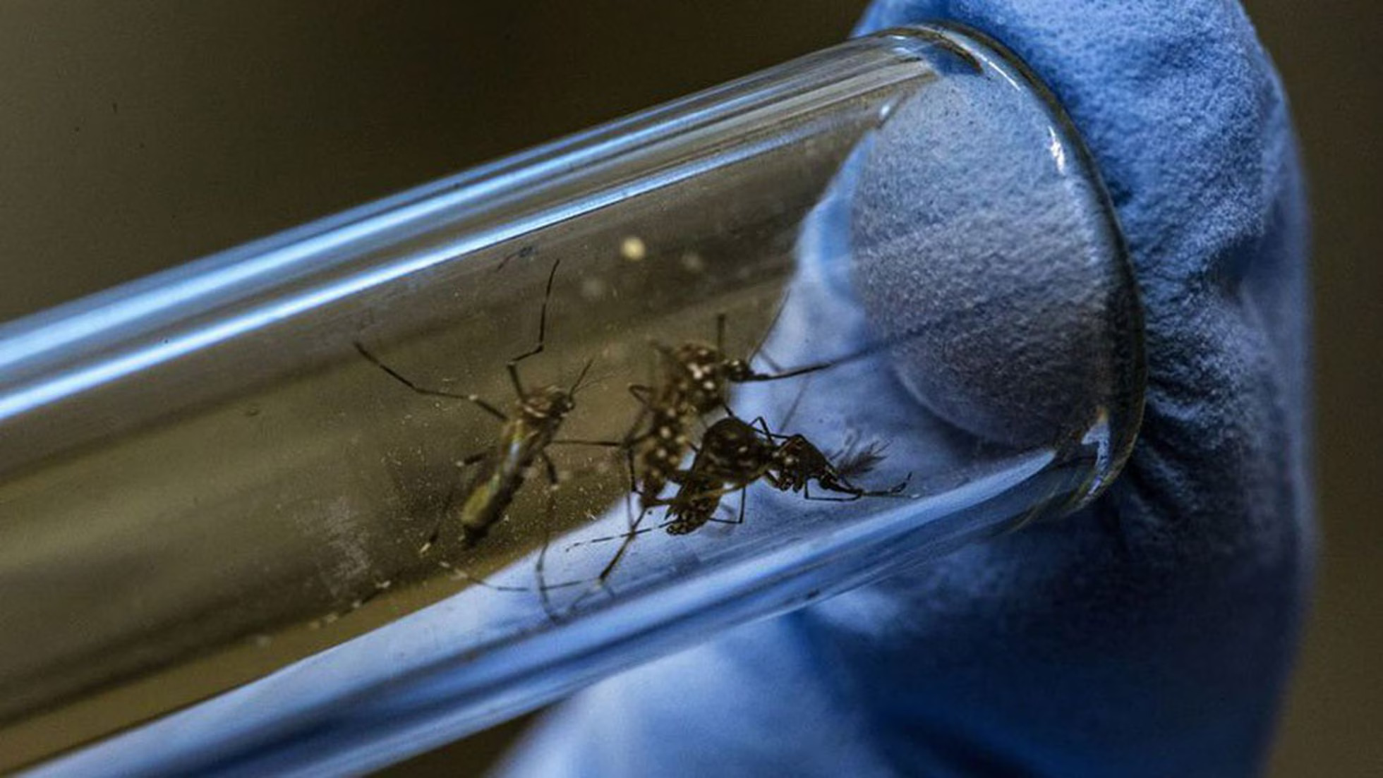 Claves para entender el virus chikungunya, el "virus que te dobla"