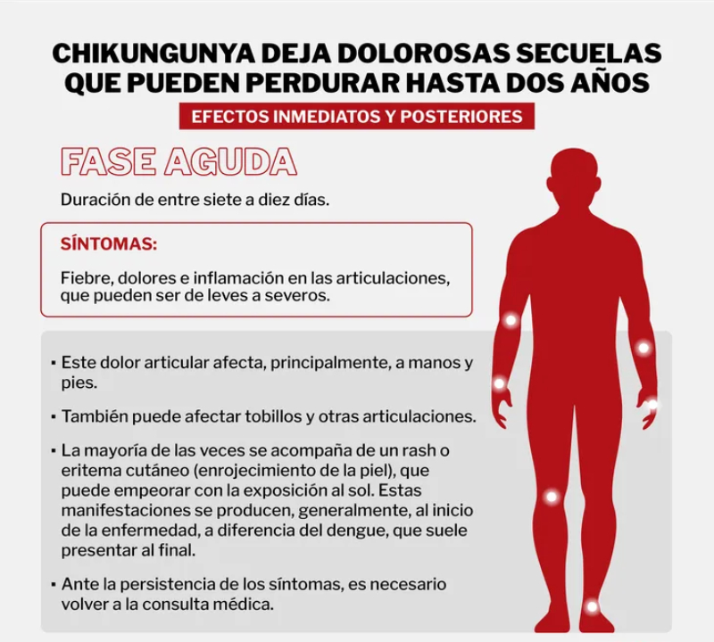 Claves para entender el virus chikungunya, el "virus que te dobla"