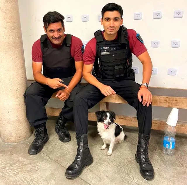 Cámara captó a una mujer sin corazón que lanzó a su perrita a la basura