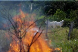OMM: olas de calor e incendios marcaron cambio climático en América Latina en 2022