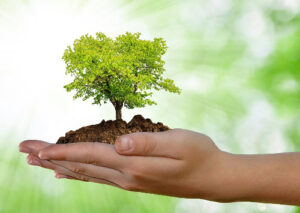 Iniciativas claves para cuidar al planeta: conservar la biodiversidad y restaurar la naturaleza