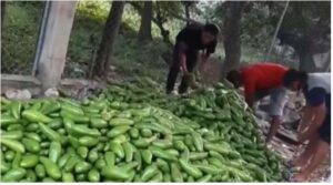 Productores de aguacates reportan pérdidas millonarias por sequía