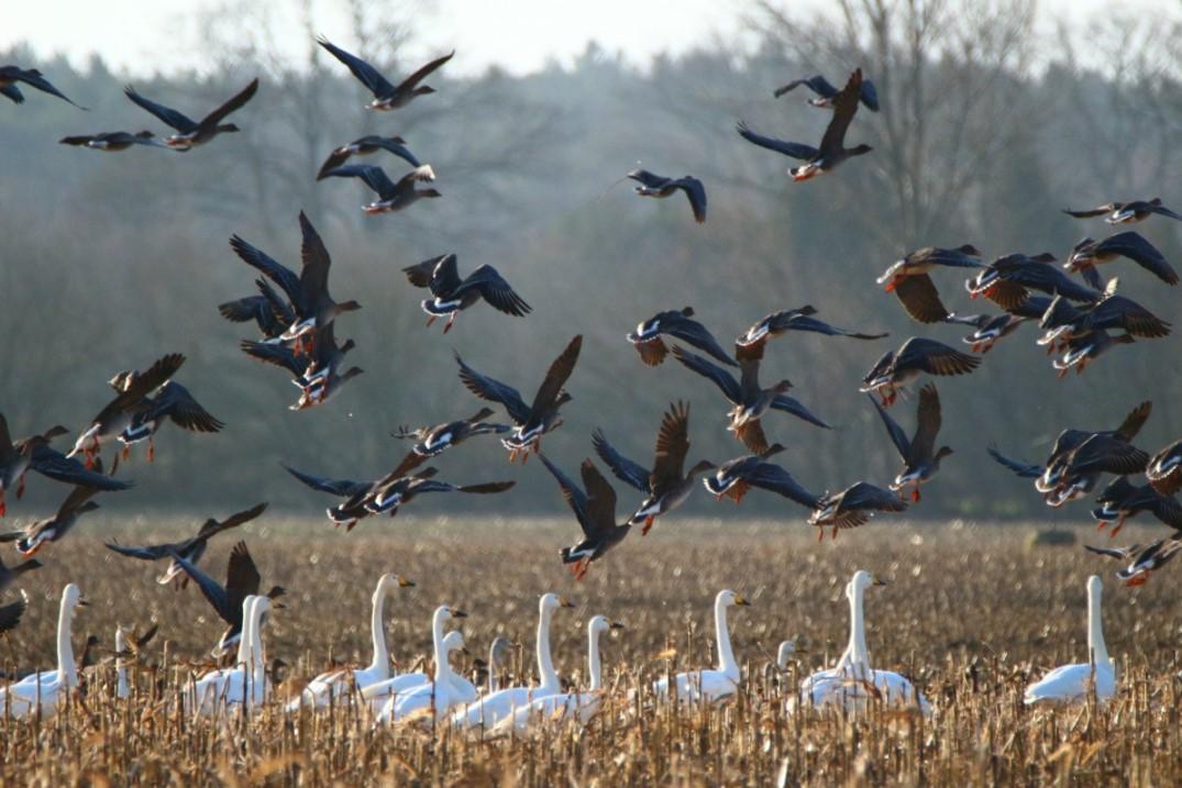 Cien especies de aves migratorias están en riesgo por el avance humano y el cambio climático