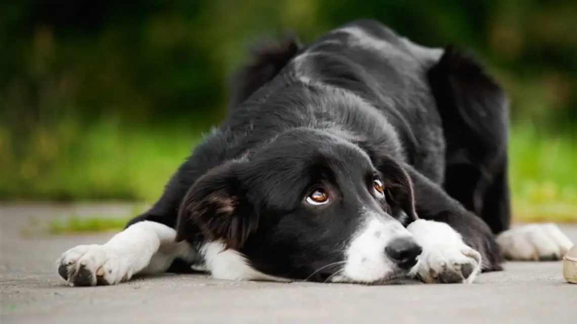 Dejan un perro encerrado en balcón en Piantini sin agua ni comida