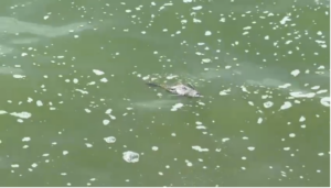 Diputado solicita investigación internacional sobre muerte masiva de peces en presa de Hatillo