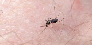 OMS se prepara para enfrentar propagación de virus ligados a fenómeno de 'El Niño'