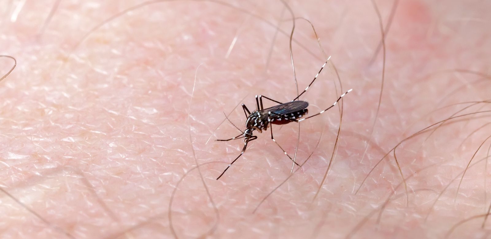 OMS se prepara para enfrentar propagación de virus ligados a fenómeno de 'El Niño'