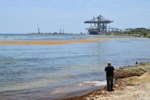 Boca Chica pide ayuda del Gobierno para enfrentar contaminación del sargazo 