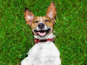 21 de julio: Día del perro